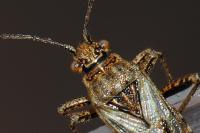 Stictopleurus