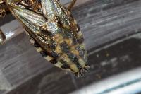 Stictopleurus