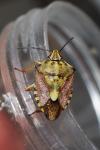 Carpocoris purpureipennis