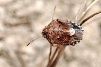 Staria lunata