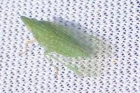 Dictyophara multireticulata