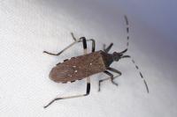 Dicranocephalus agilis