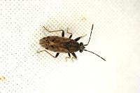 Peritrechus gracilicornis