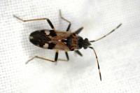 Beosus maritimus