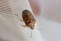 Staria lunata