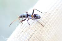Raglius alboacuminatus