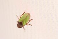 Tettigometra laeta
