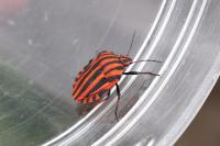 Graphosoma italicum