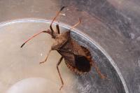 Coreus marginatus