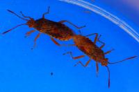 Rhopalus maculatus