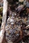 Saldula orthochila
