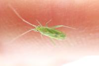 Orthotylus marginalis
