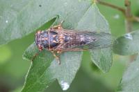 Tettigettalna argentata