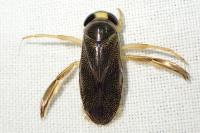 Callicorixa praeusta praeusta
