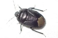 Sehirus morio