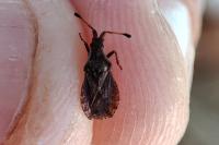 Spathocera dalmanii