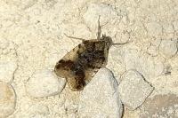 Cixius cunicularius
