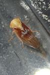 Tremulicerus tremulae