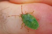 Acanthosoma haemorrhoidale