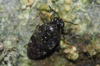 Saldula