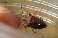 Pentatoma rufipes
