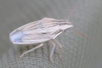 Aelia acuminata