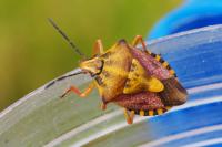 Carpocoris purpureipennis