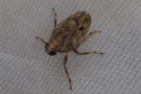 Issus coleoptratus