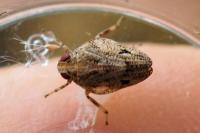 Issus coleoptratus