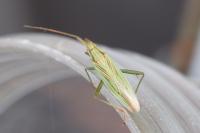 Stenodema calcarata