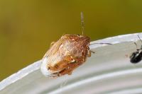 Neottiglossa leporina