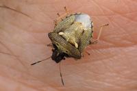 Eysarcoris aeneus