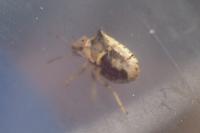 Eysarcoris aeneus