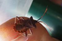 Coreus marginatus