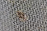 Corythucha arcuata