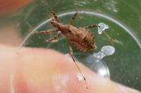 Himacerus apterus