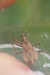 Himacerus apterus