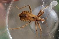 Himacerus apterus