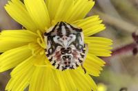 Carpocoris pudicus