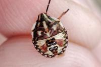 Carpocoris purpureipennis