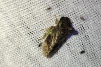 Ledra aurita