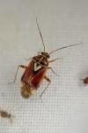 Lygus pratensis