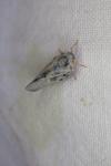 Metcalfa pruinosa