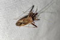 Phytocoris