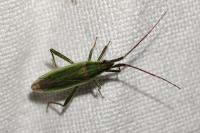 Stenodema calcarata