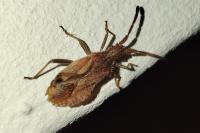 Coriomeris denticulatus