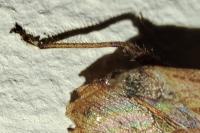 Coriomeris denticulatus