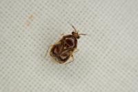 Deraeocoris lutescens