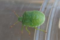 Palomena prasina
