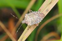 Halyomorpha halys